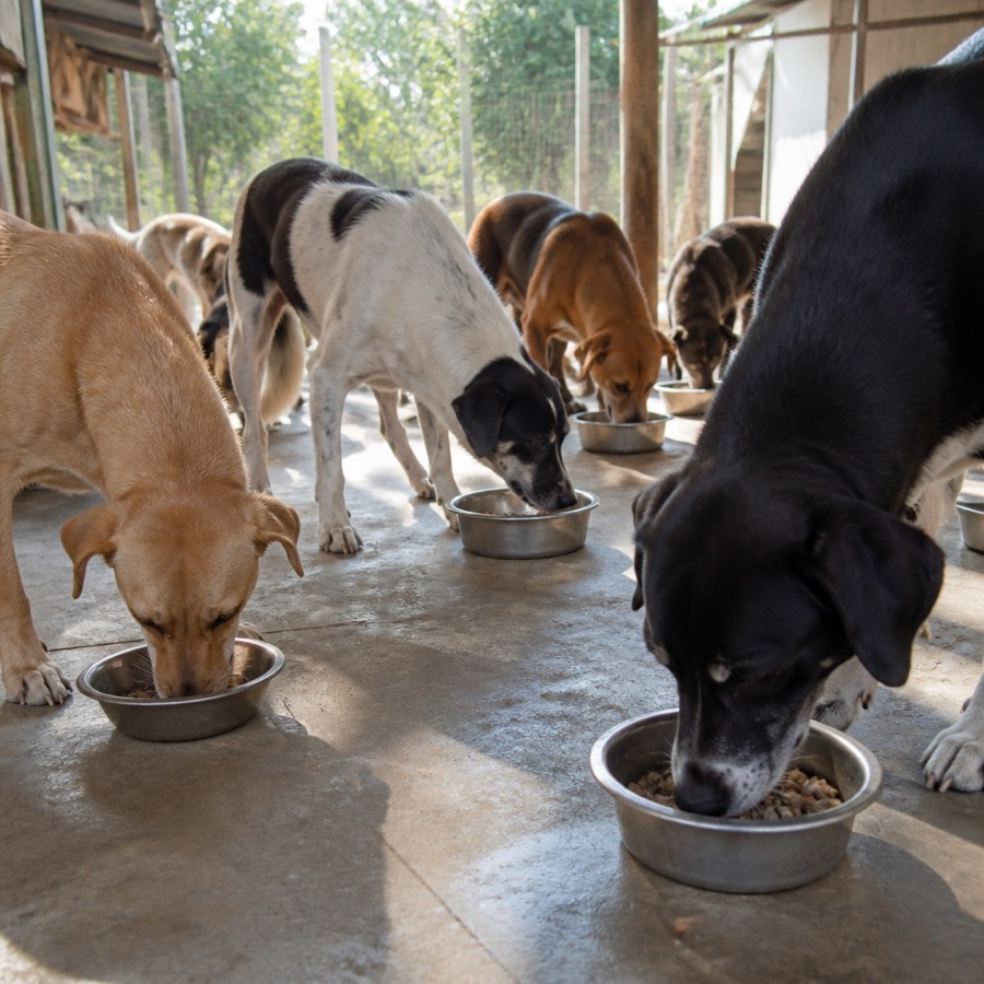 Perros comiendo en un refugio